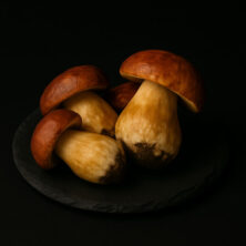 Boletus edulis