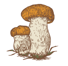 boletus rochi boletus rochi