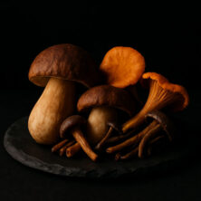 Boletus, chantarela y angula de monte